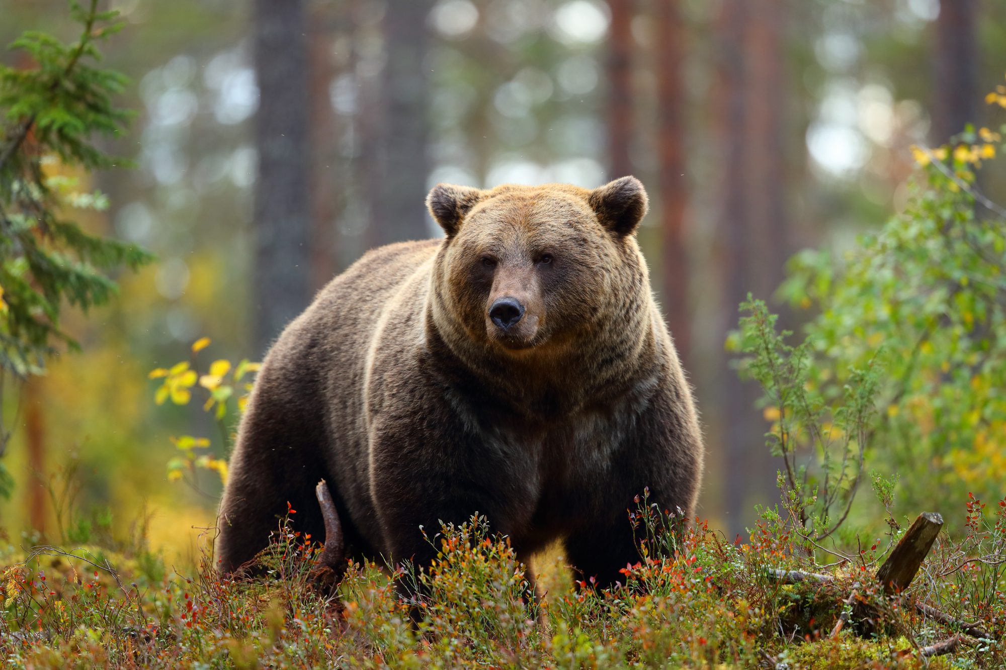 Bear in forest