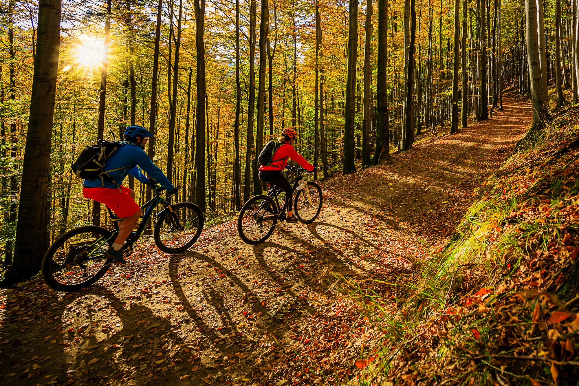 Mountain bikers on forest trail